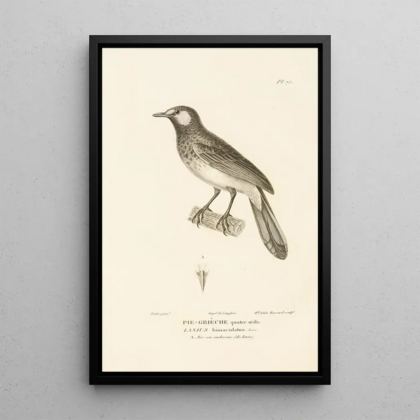 Centurie zoologique Pl74 - René Primevère Lesson — framed artwork on a wall