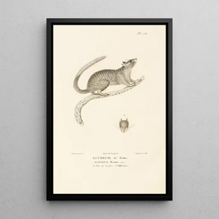 RenPrimevre Lesson - Centurie zoologique Pl75.webp