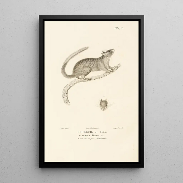Centurie zoologique Pl75 - René Primevère Lesson — framed artwork on a wall