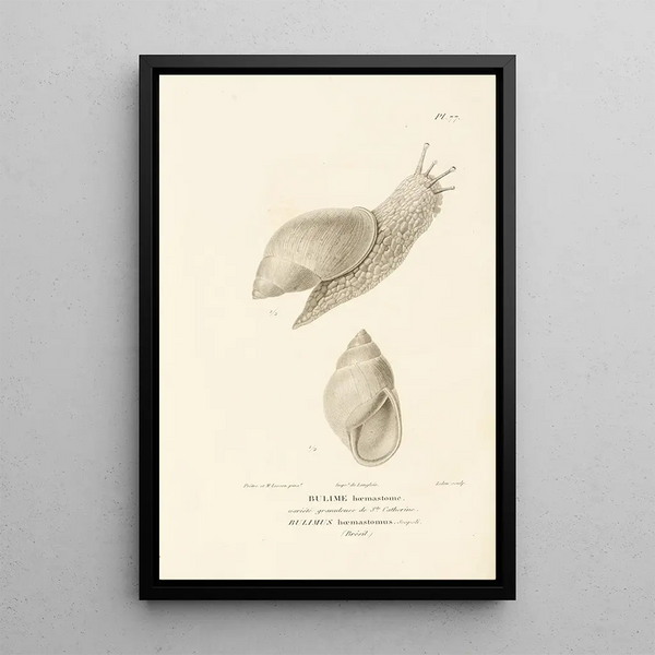 Centurie zoologique Pl76 - René Primevère Lesson — framed artwork on a wall