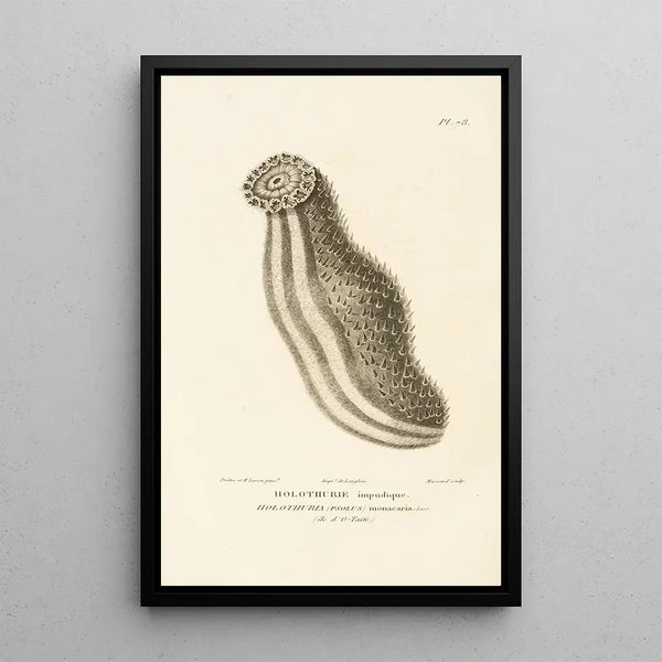 Centurie zoologique Pl77 - René Primevère Lesson — framed artwork on a wall