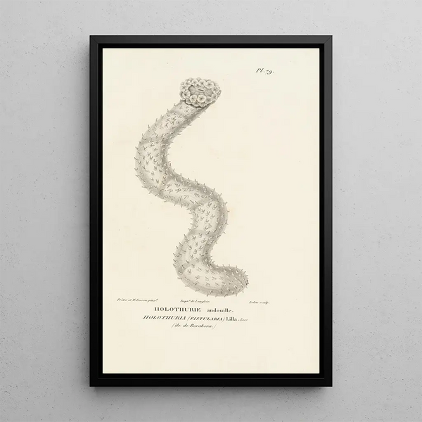 Centurie zoologique Pl78 - René Primevère Lesson — framed artwork on a wall