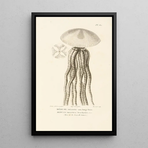 Centurie zoologique Pl79 - René Primevère Lesson — framed artwork on a wall