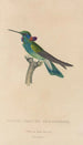 Historia natural de los colibríes Pl01 - René Primevère Lesson — vista de la obra