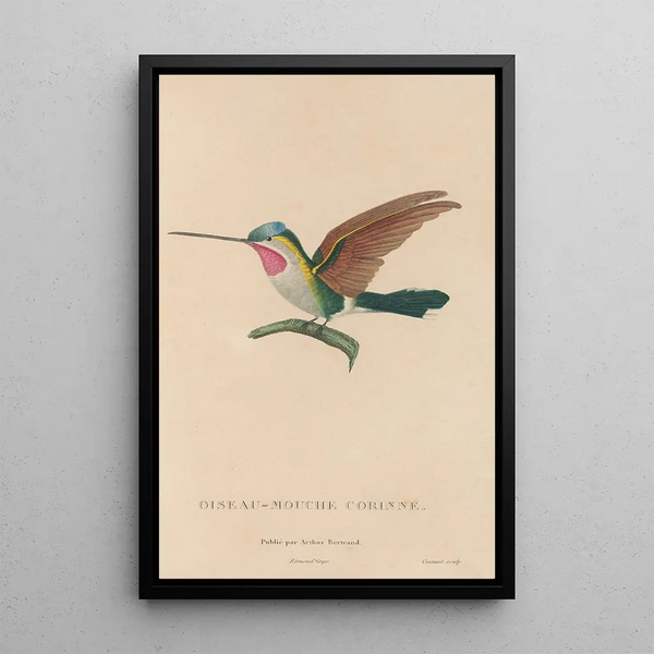 Histoire naturelle des oiseaux-mouches Pl02 - René Primevère Lesson — framed artwork on a wall