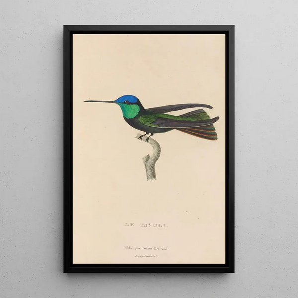 Histoire naturelle des oiseaux-mouches Pl04 - René Primevère Lesson — framed artwork on a wall