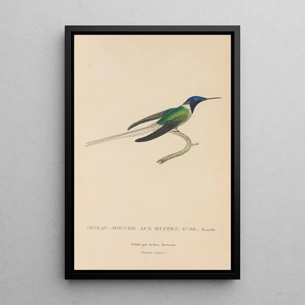 Histoire naturelle des oiseaux-mouches Pl08 - René Primevère Lesson — framed artwork on a wall