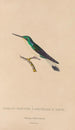 Historia natural de los colibríes Pl10 - René Primevère Lesson — vista de la obra