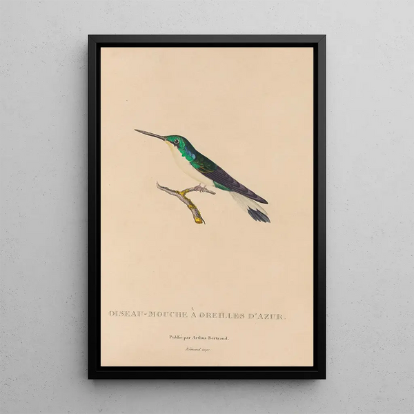 Histoire naturelle des oiseaux-mouches Pl10 - René Primevère Lesson — framed artwork on a wall