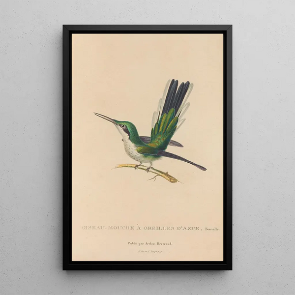 Histoire naturelle des oiseaux-mouches Pl11 - René Primevère Lesson — framed artwork on a wall