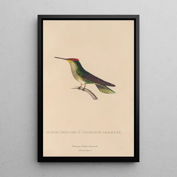 Histoire naturelle des oiseaux-mouches Pl14 - René Primevère Lesson — framed artwork on a wall