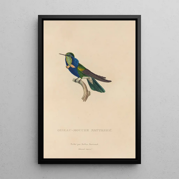 Histoire naturelle des oiseaux-mouches Pl16 - René Primevère Lesson — framed artwork on a wall