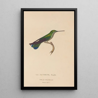 RenPrimevre Lesson - Histoire naturelle des oiseauxmouches Pl22.webp