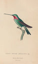 Historia natural de los colibríes Pl29 - René Primevère Lesson — vista de la obra