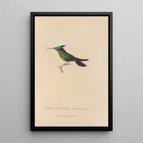 Histoire naturelle des oiseaux-mouches Pl31 - René Primevère Lesson — framed artwork on a wall