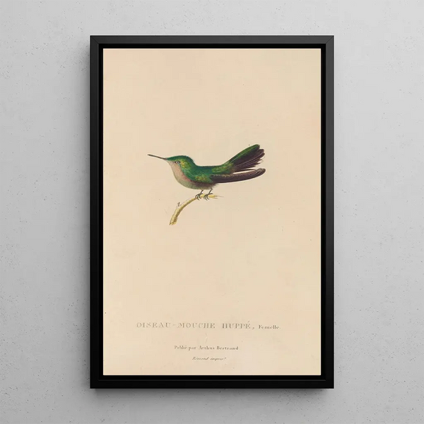 Histoire naturelle des oiseaux-mouches Pl32 - René Primevère Lesson — framed artwork on a wall
