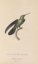 Historia natural de los colibríes Pl33 - René Primevère Lesson — vista de la obra