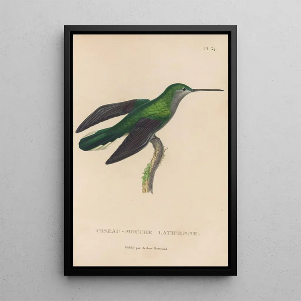 Histoire naturelle des oiseaux-mouches Pl34 - René Primevère Lesson — framed artwork on a wall