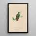 Historia natural de los colibríes Pl37 - René Primevère Lesson — cuadro enmarcado en la pared