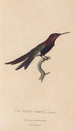 Histoire naturelle des oiseaux-mouches Pl39 - René Primevère Lesson — artwork view