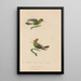 Histoire naturelle des oiseaux-mouches Pl41 - René Primevère Lesson — framed artwork on a wall