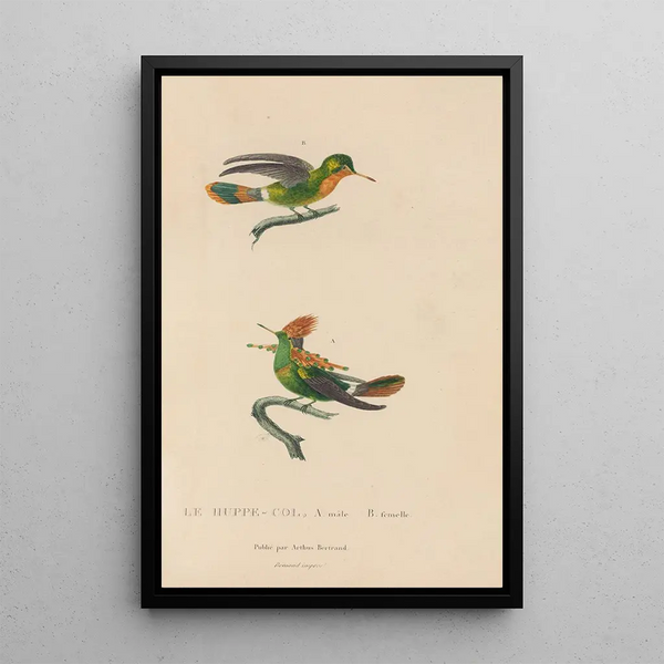Histoire naturelle des oiseaux-mouches Pl41 - René Primevère Lesson — framed artwork on a wall