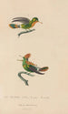 Histoire naturelle des oiseaux-mouches Pl41 - René Primevère Lesson — artwork view