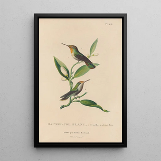 RenPrimevre Lesson - Histoire naturelle des oiseauxmouches Pl43.webp