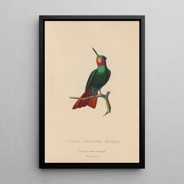 Histoire naturelle des oiseaux-mouches Pl44 - René Primevère Lesson — framed artwork on a wall