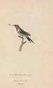 Historia natural de los colibríes Pl47 - René Primevère Lesson — vista de la obra