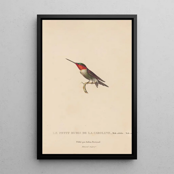 Histoire naturelle des oiseaux-mouches Pl48 - René Primevère Lesson — framed artwork on a wall