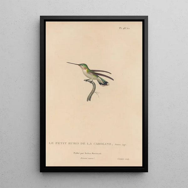 Histoire naturelle des oiseaux-mouches Pl49 - René Primevère Lesson — framed artwork on a wall