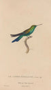 Historia natural de los colibríes Pl51 - René Primevère Lesson — vista de la obra