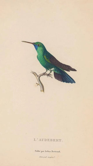 RenPrimevre Lesson - Histoire naturelle des oiseauxmouches Pl52.webp