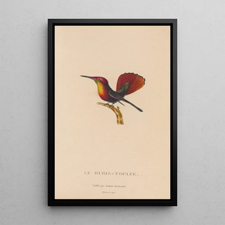 RenPrimevre Lesson - Histoire naturelle des oiseauxmouches Pl53.webp