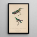 Historia natural de los colibríes Pl54 - René Primevère Lesson — cuadro enmarcado en la pared