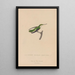 Historia natural de los colibríes Pl55 - René Primevère Lesson — cuadro enmarcado en la pared