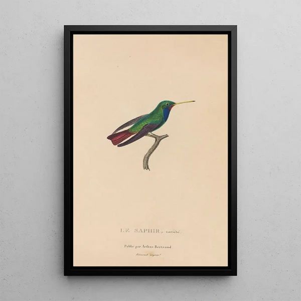 Natural history of hummingbirds Pl58 - René Primevère Lesson — framed artwork on a wall
