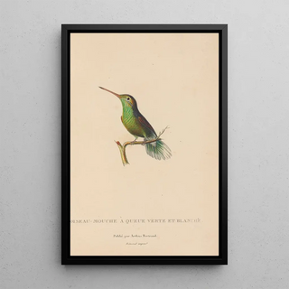 RenPrimevre Lesson - Histoire naturelle des oiseauxmouches Pl61.webp