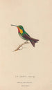 Historia natural de los colibríes Pl68 - René Primevère Lesson — vista de la obra
