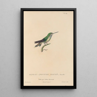 RenPrimevre Lesson - Histoire naturelle des oiseauxmouches Pl70.webp