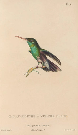 RenPrimevre Lesson - Histoire naturelle des oiseauxmouches Pl77.webp