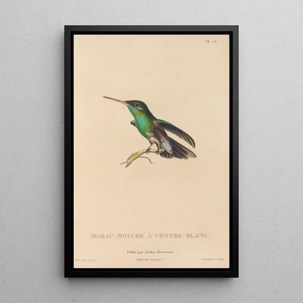 Histoire naturelle des oiseaux-mouches Pl77 - René Primevère Lesson — framed artwork on a wall