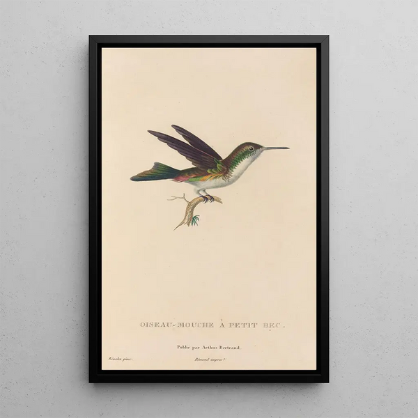 Natural history of hummingbirds Pl78 - René Primevère Lesson — framed artwork on a wall