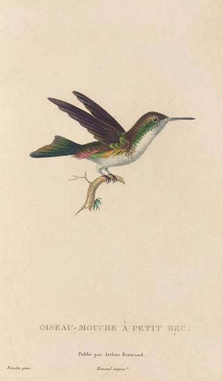 RenPrimevre Lesson - Histoire naturelle des oiseauxmouches Pl78.webp