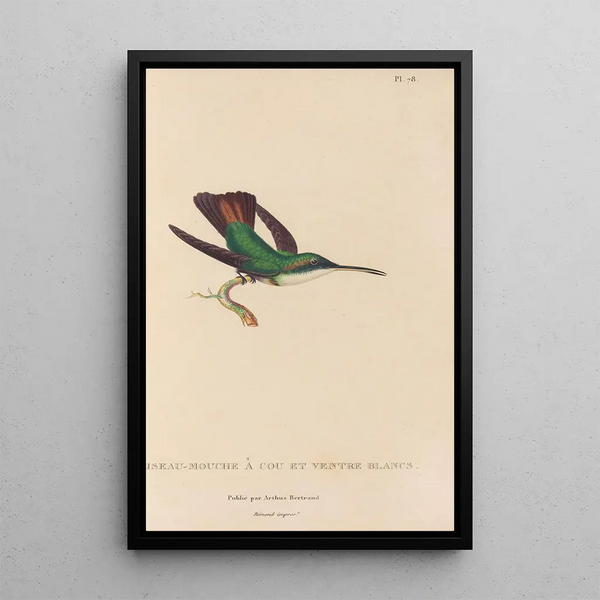 Histoire naturelle des oiseaux-mouches Pl79 - René Primevère Lesson — framed artwork on a wall