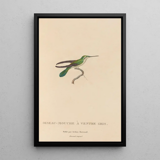 RenPrimevre Lesson - Histoire naturelle des oiseauxmouches Pl80.webp