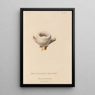 RenPrimevre Lesson - Histoire naturelle des oiseauxmouches Pl84.webp