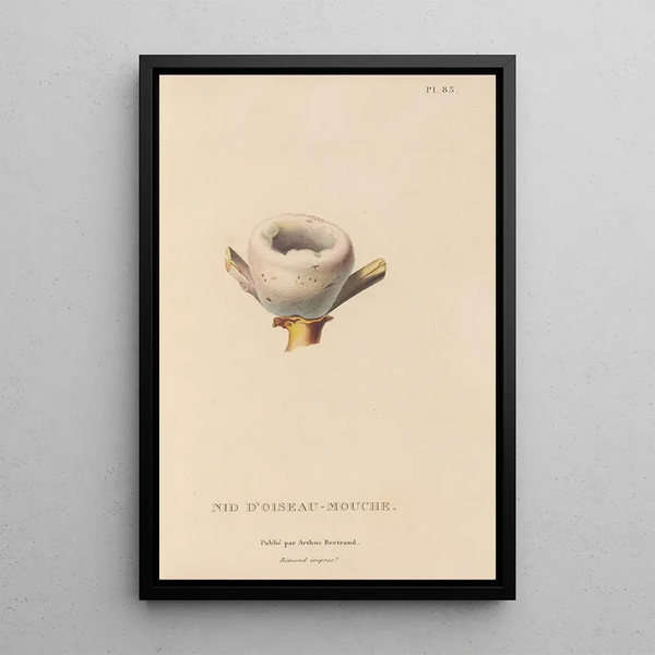Histoire naturelle des oiseaux-mouches Pl84 - René Primevère Lesson — framed artwork on a wall