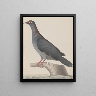 Ren de Rabi - Natural history of Saint Domingue Pl004.webp